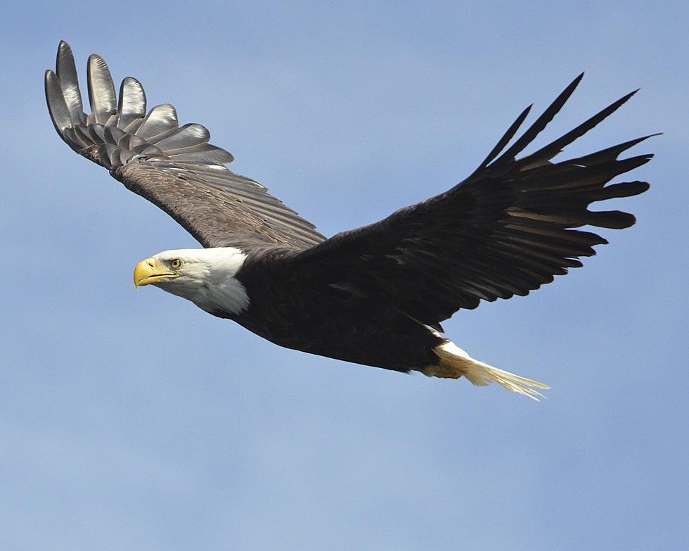 EAGLE POPULATION ON THE RISE IN KENTUCKY
