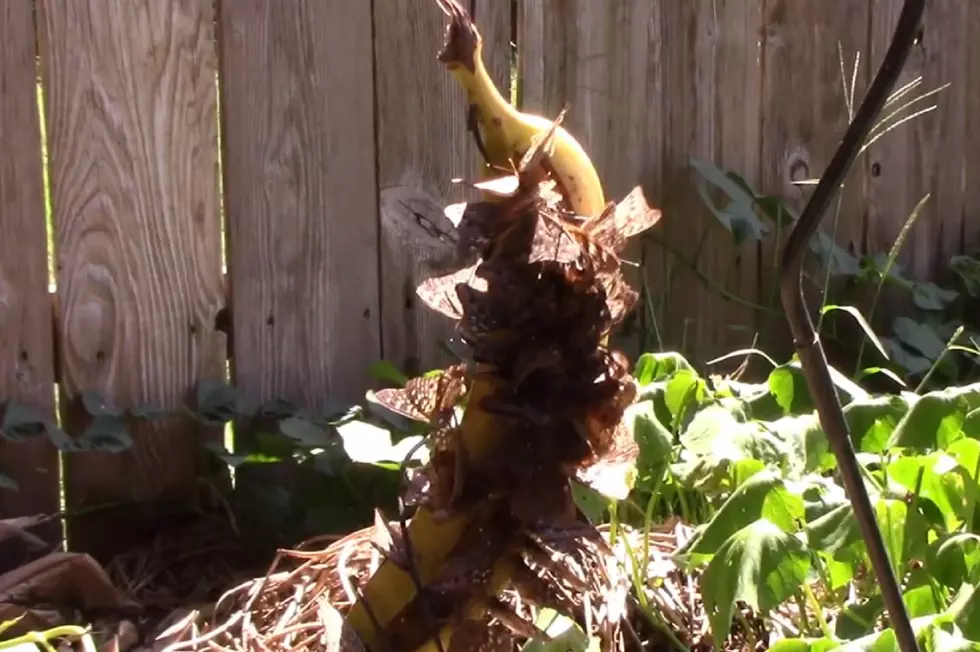 Make a Banana Hanger for the Butterflies [VIDEO]