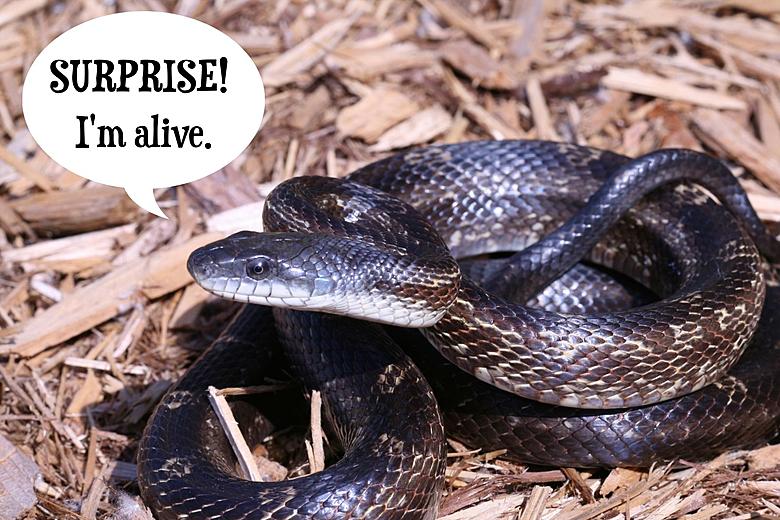 Is a Kinked Up Black Rat Snake Dead? Mmmm Probably Not