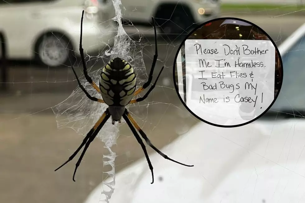 Indiana Spider Reaches Celebrity Status on the Interweb