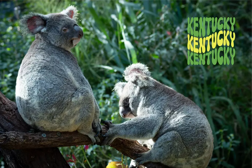 Bring on the Eucalyptus Leaves — the Louisville Zoo Is Adding Two New Koalas