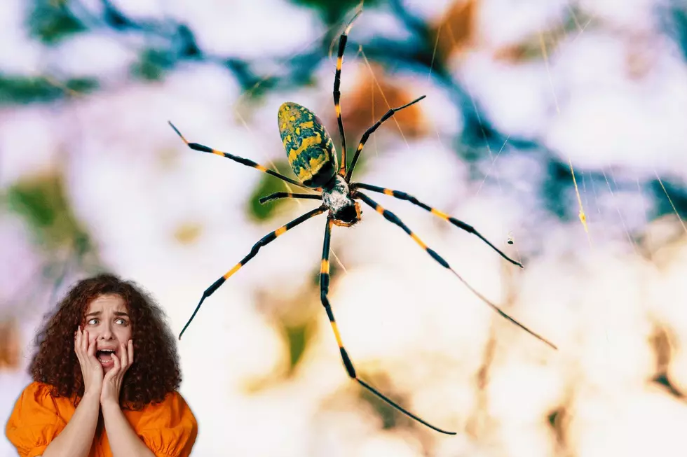 Giant Venomous Flying Spiders in KY and We Don&#8217;t Have to Worry?