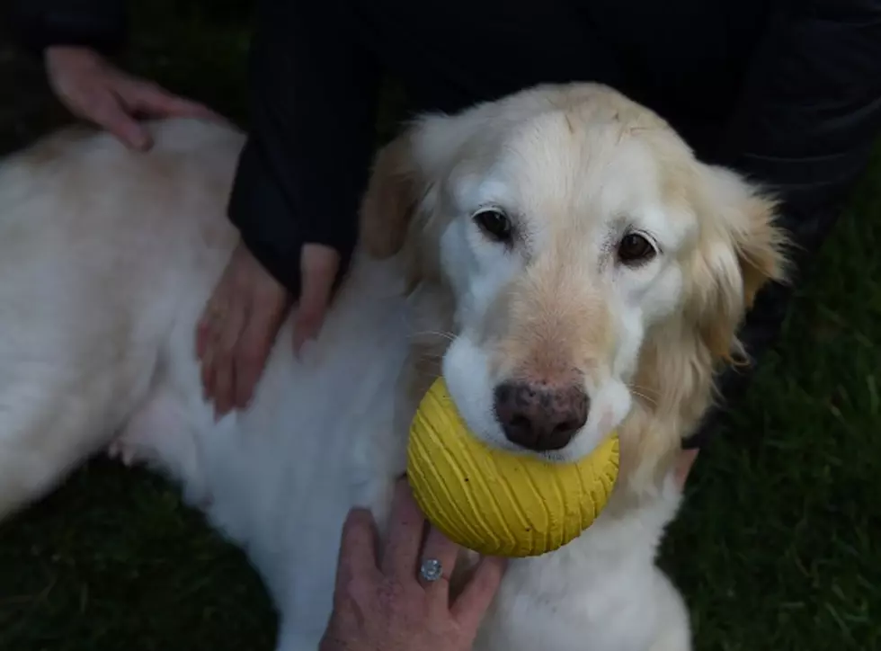 Last Known 9/11 Search Dog Euthanized