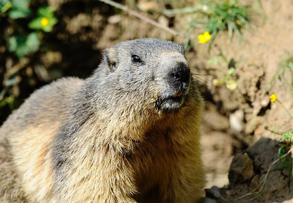 Cops run down woodchuck on Troy Golf course