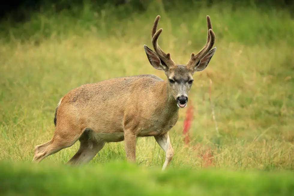 Venison Doesn&#8217;t Taste Good &#8211; THERE I SAID IT!