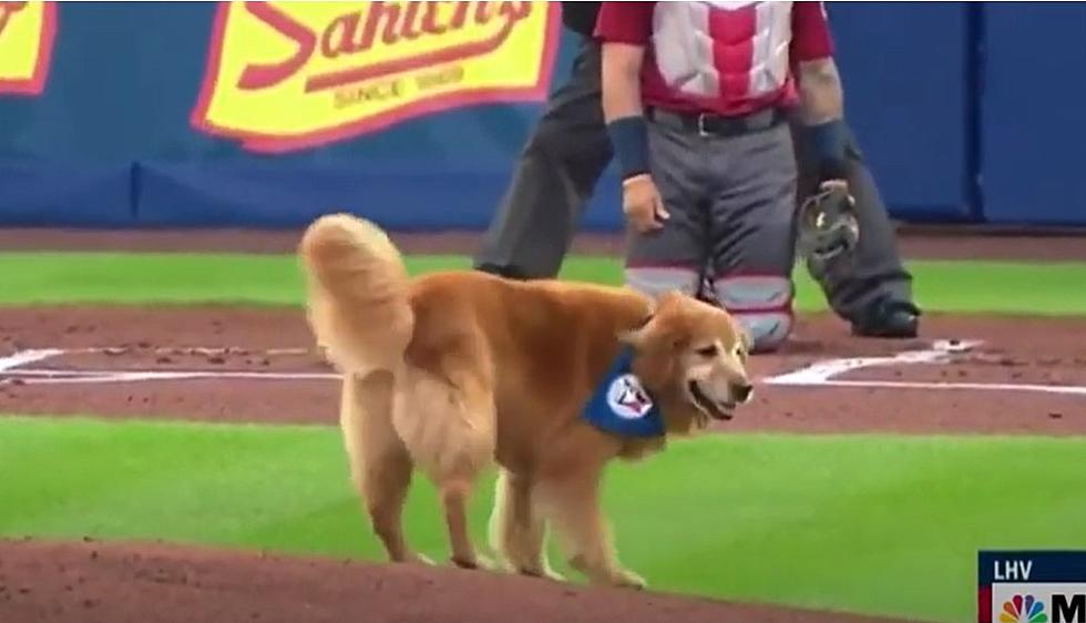 Buffalo Bat-Dog Brings Minor Baseball League Game to a ‘Paws’ [WATCH]