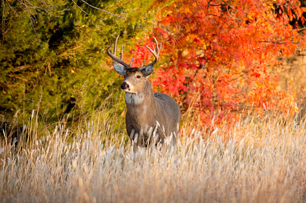 $10 Bacon Costs Driving You Crazy? Try Venison