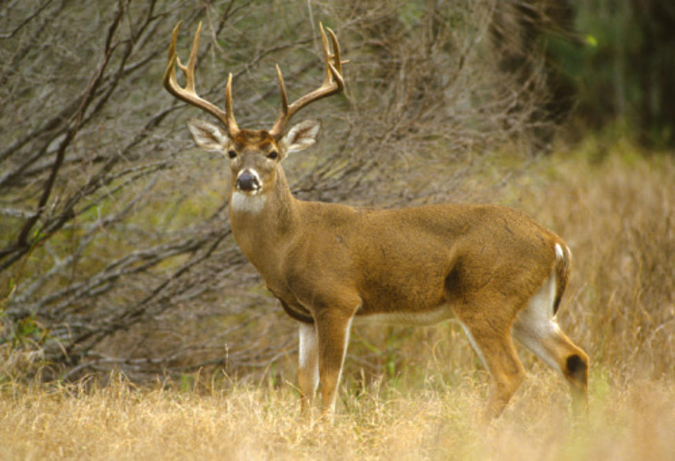 New York Hunters Like Big Antlers & Voluntary DEC Program