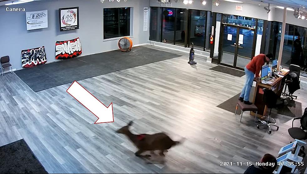 &#8216;Doe&#8217; No! Ironic Deer Smashes Through Window of  &#8216;iSMASH&#8217; in Syracuse