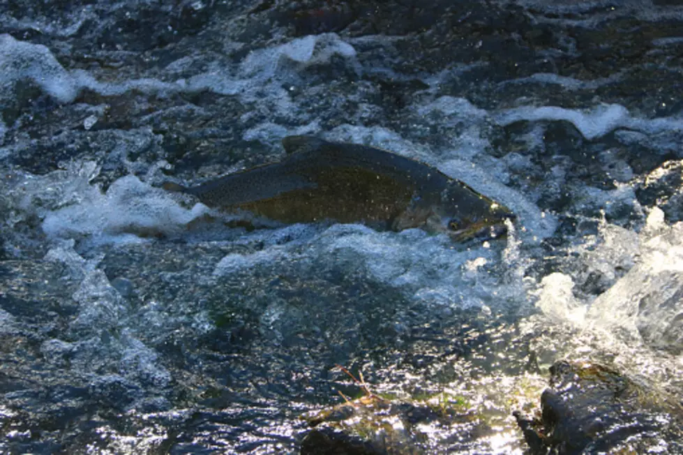 Salmon Migration Rouge River