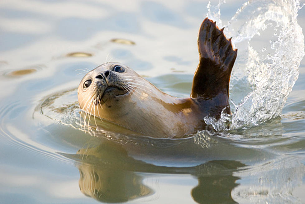 Hudson River Seal from Maine Calls Upstate Lighthouse Home