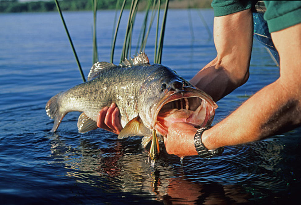 What Record Fish Was Caught in Capital Region Waters in 2021?