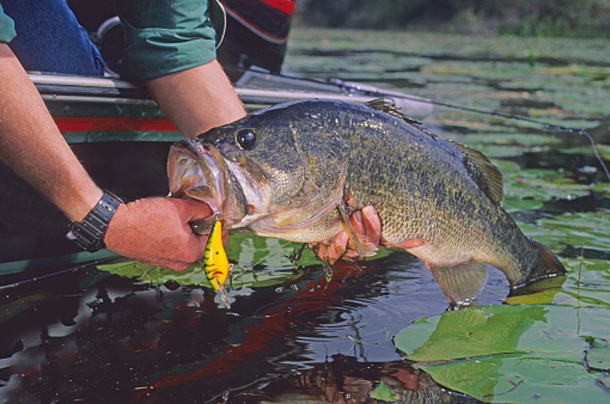 Freshwater Fishing - NYDEC