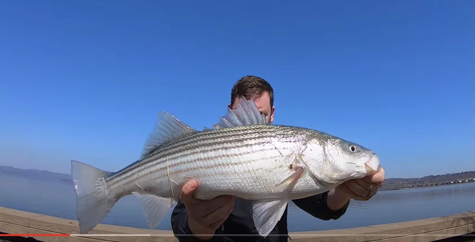 Striped Bass Fishing in New York Harbor