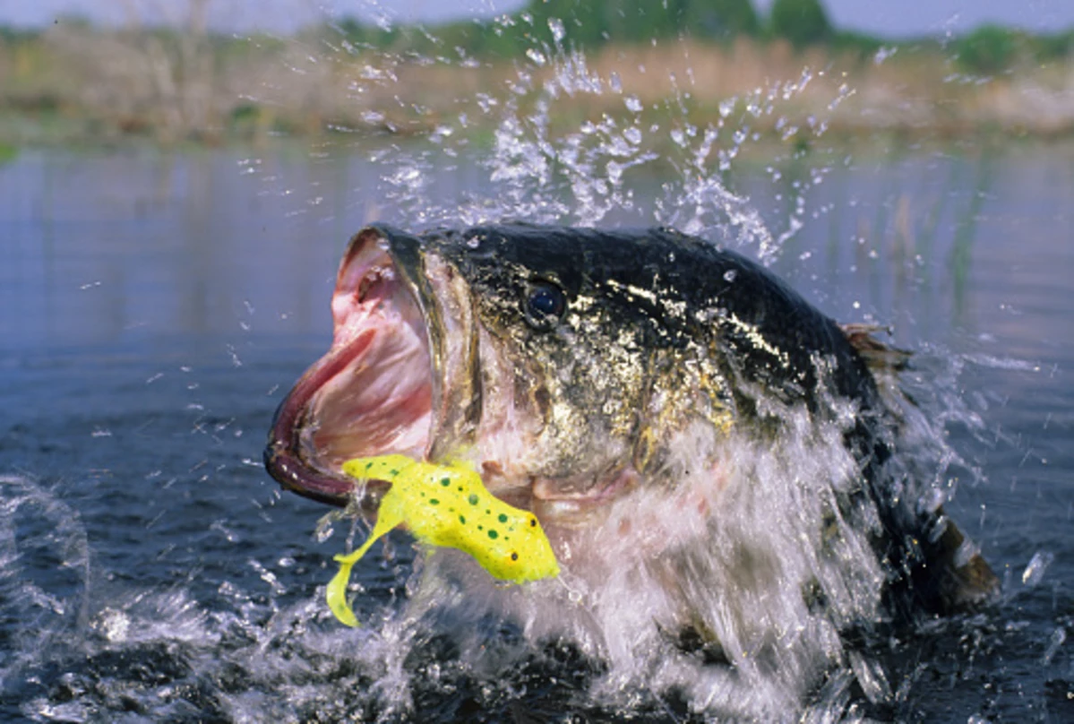 Open Wide! New York Bass Season Starts Saturday