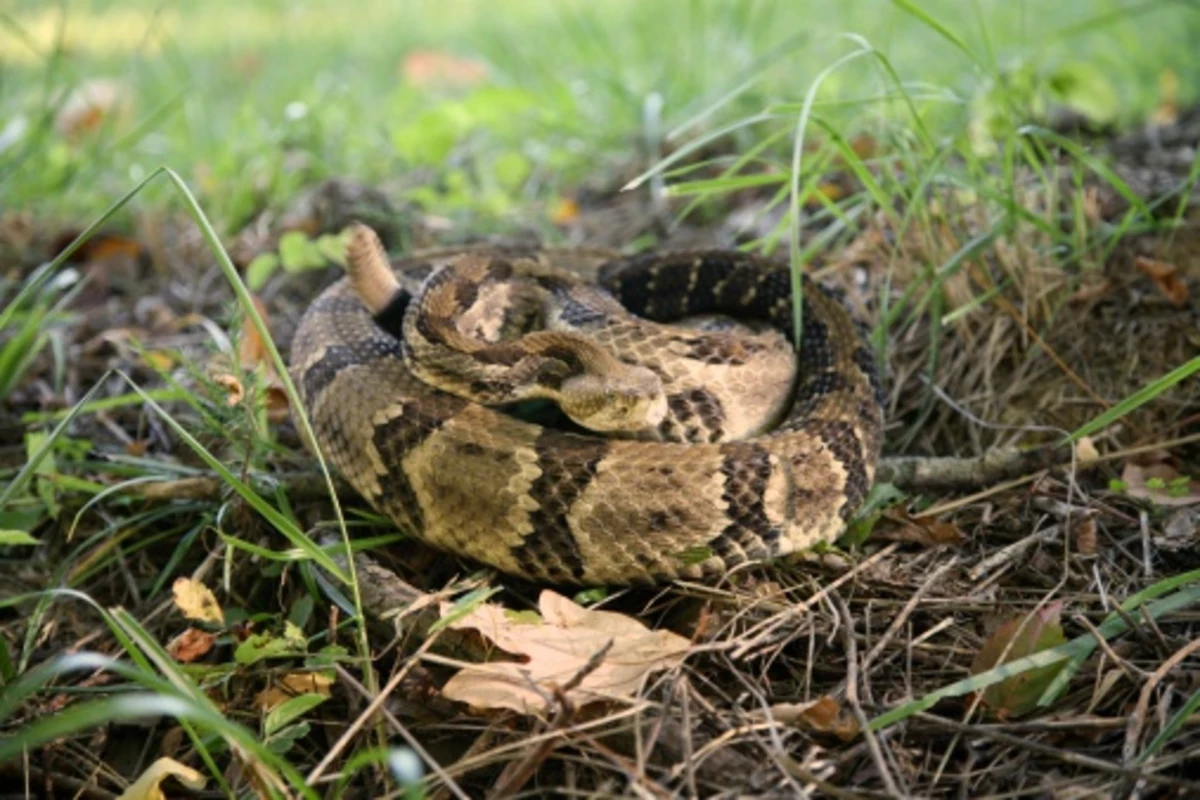 Rare, two-headed rattlesnake found in New Jersey forest