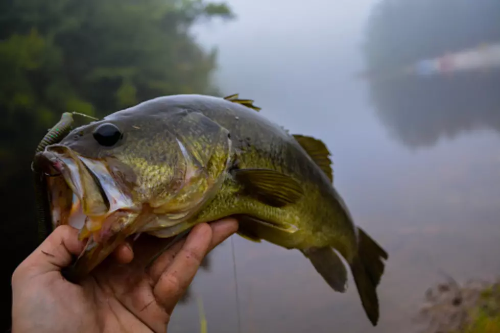 Bass in a fog