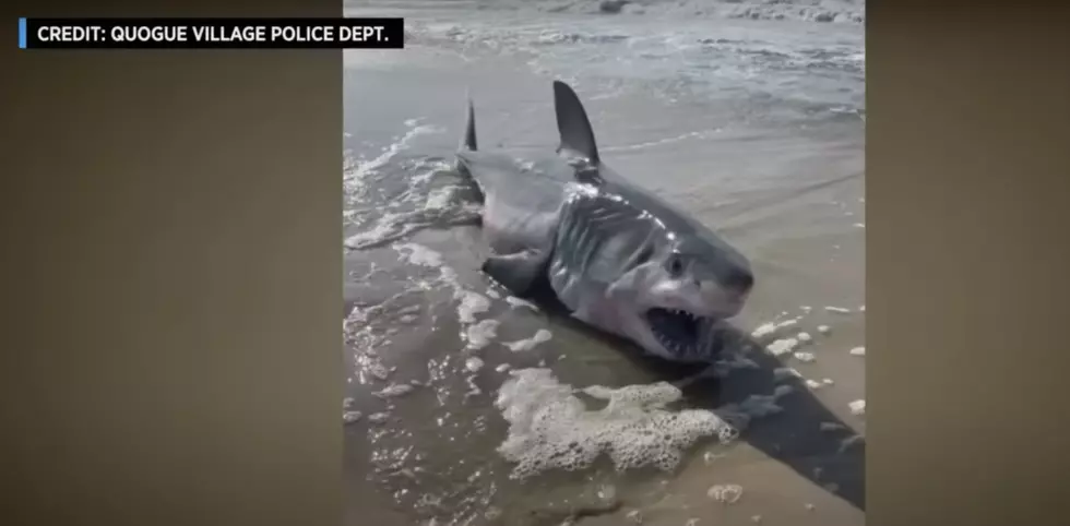 This Great White Came Up On A New York Beach On Wednesday
