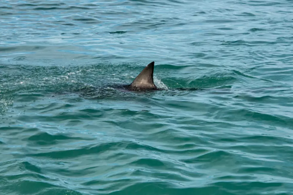 Shark Sightings Continue To Close Multiple New York Beaches