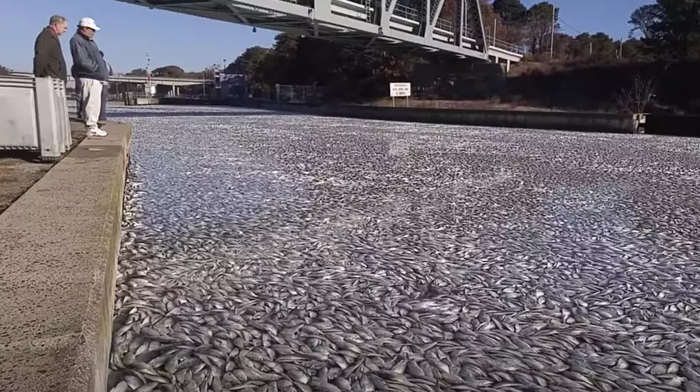 Why Are So Many Fish Dying In New York Waters This Summer?