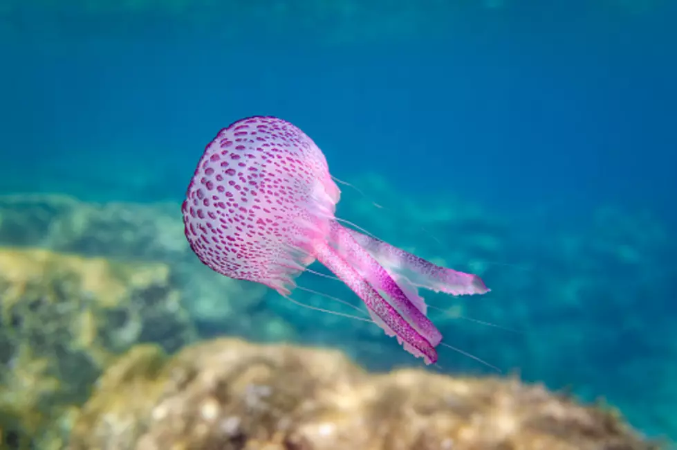 OUCH! Deepwater Jellyfish Sting Hundreds On New York Beaches