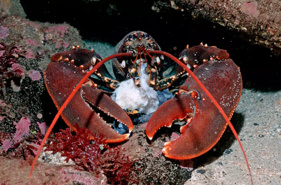 Lobster Rocked Off Big New York Seafood Menus