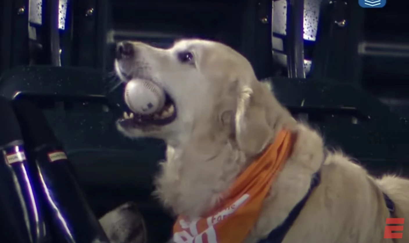New York Mets Pet Collar