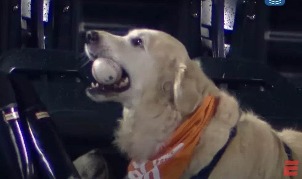 Fetch! Golden Retriever Snags Home Run From New York Mets Star