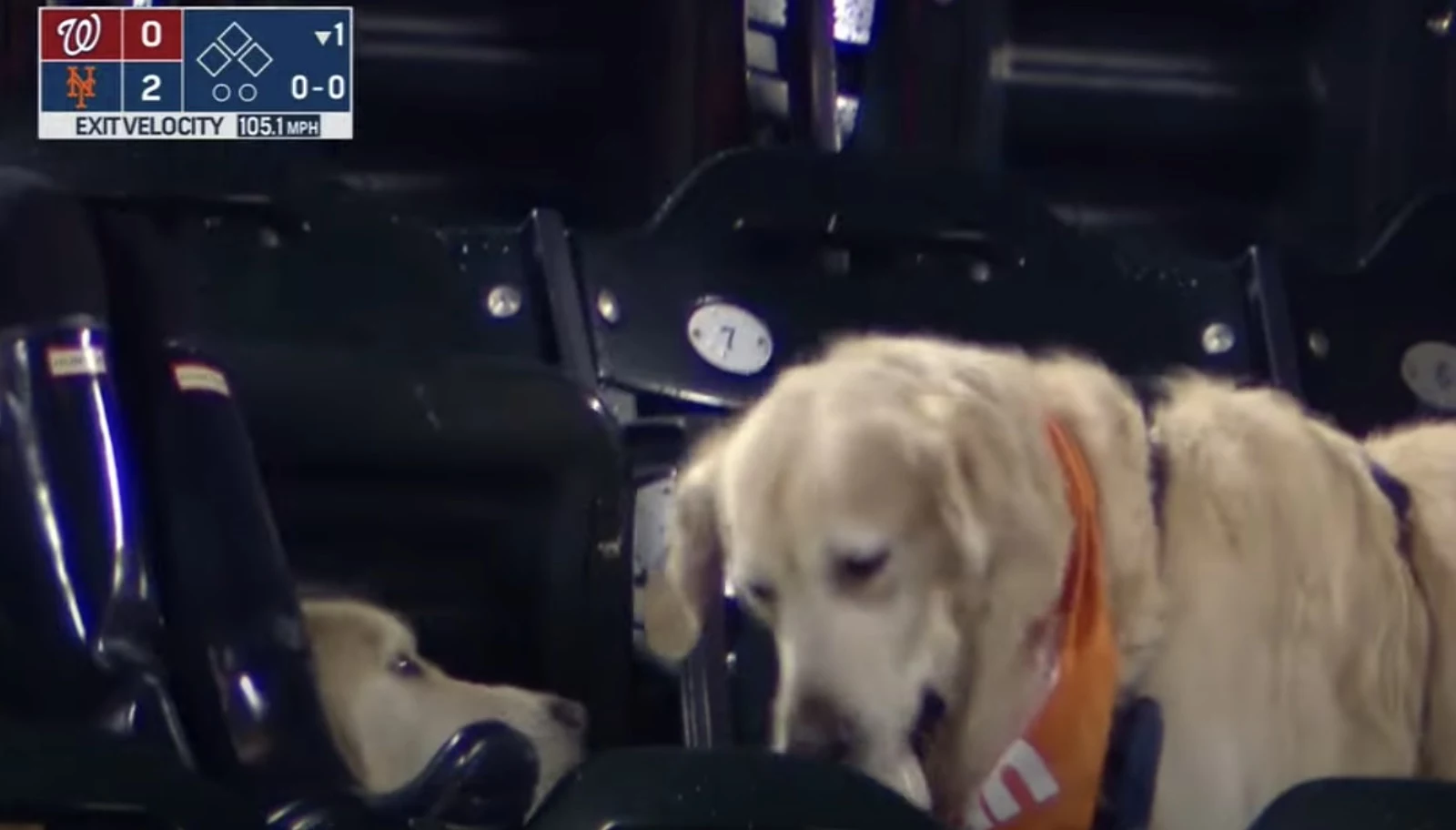 New York Mets on X: Has your dog missed going to @CitiField as much as you  have? Secure your tickets to one (or all three) of our Bark in the Park  dates