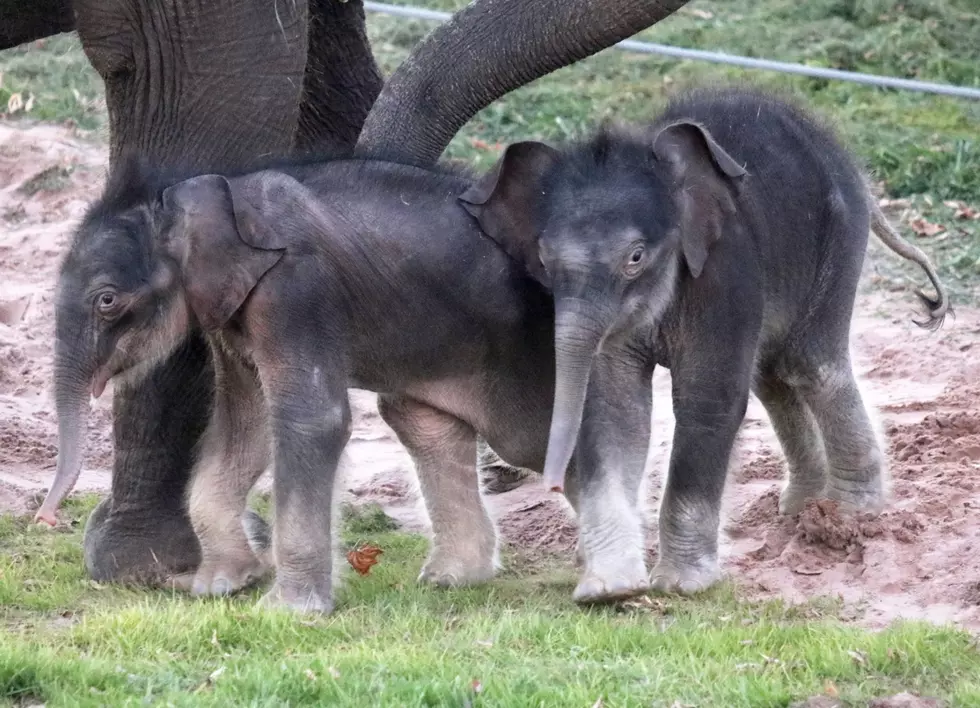 Upstate New York’s Rare Elephant Twins Need Help With Names
