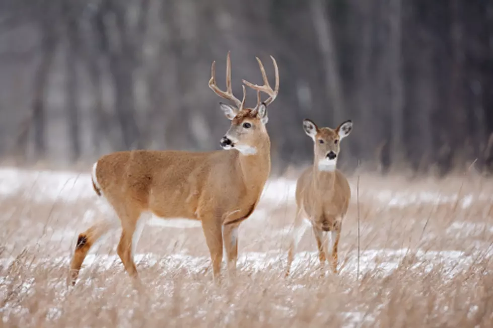 ‘Holiday Hunt’ May Be In Jeopardy In Some New York Counties