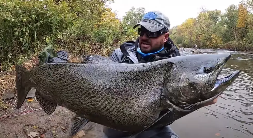 Fish On! One Million New Salmon Hitting New York Waters In 2023!