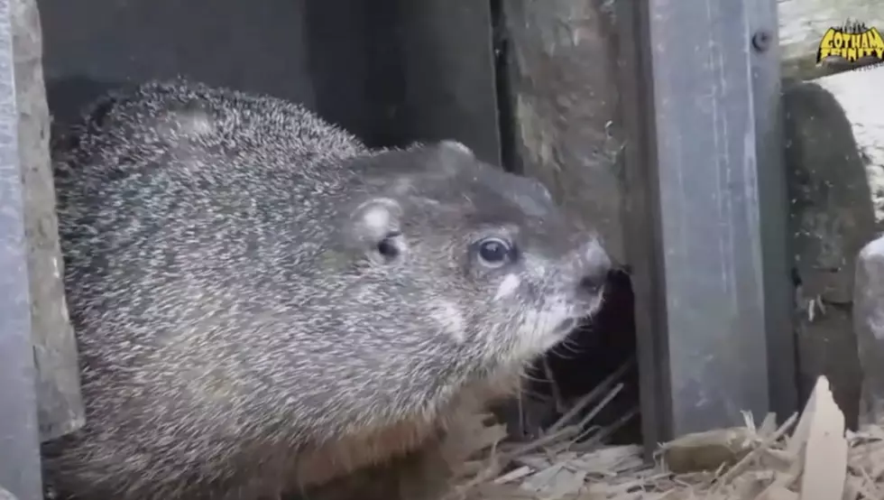 New York's Groundhog Success Challenging Punxsutawney Phil