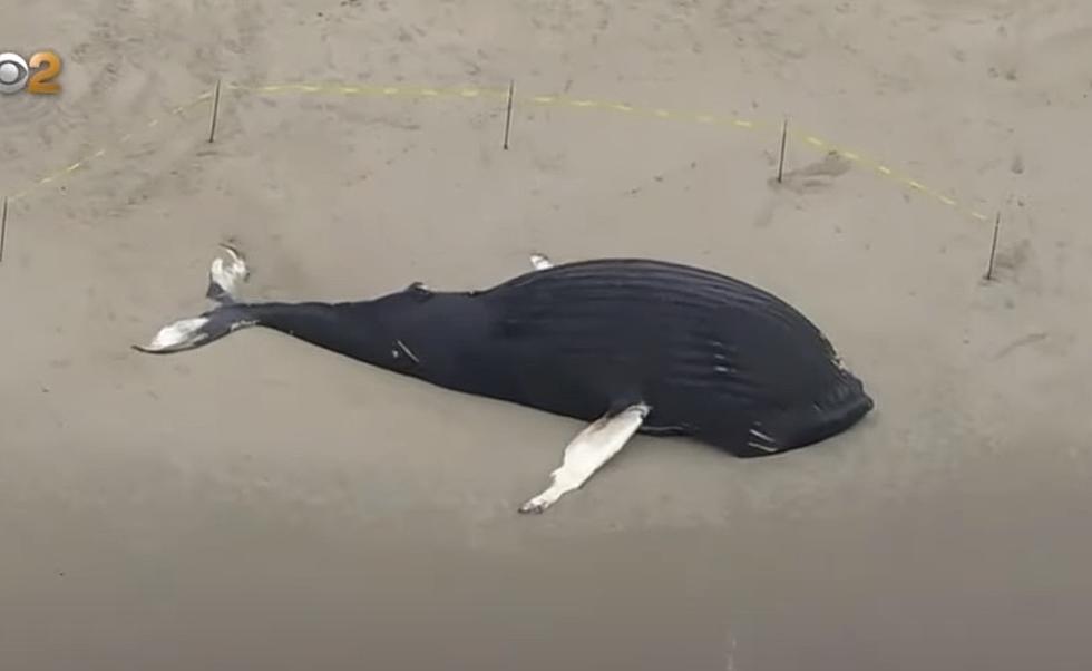 8th Giant Whale Dies On New York Beach Since January&#8230;Why?