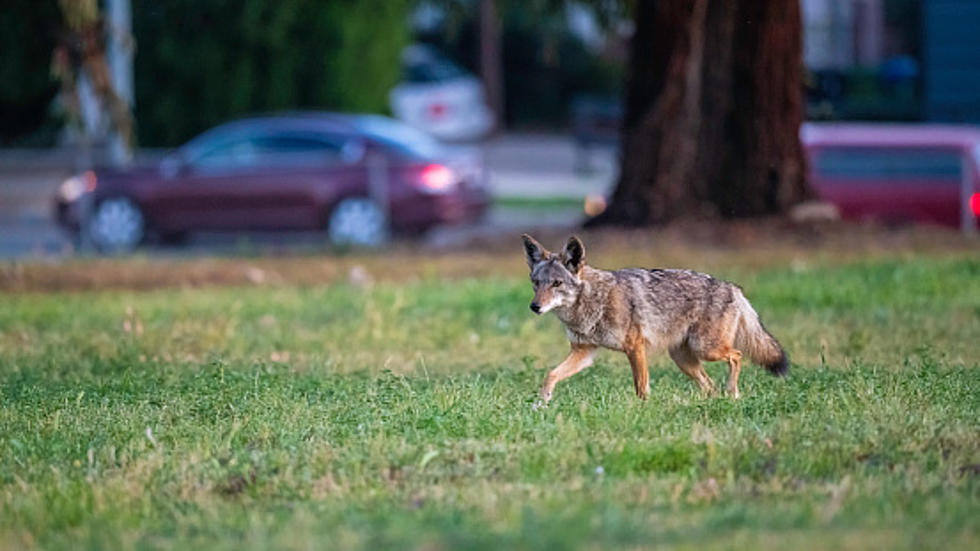 New York Looks To Ban Contests With Bounty On Coyotes & Squirrels