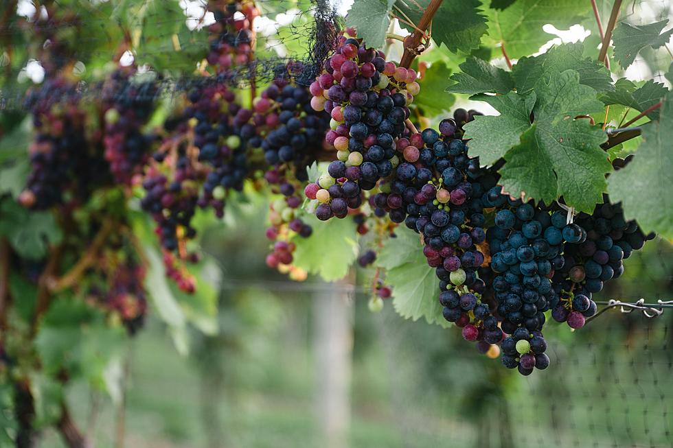 Picturesque Upstate New York Region Among Nation&#8217;s Best for Wine