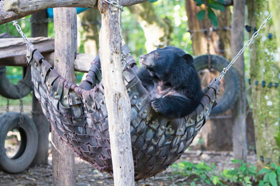 Bears Broke Into 9 Homes In This Upstate New York Town