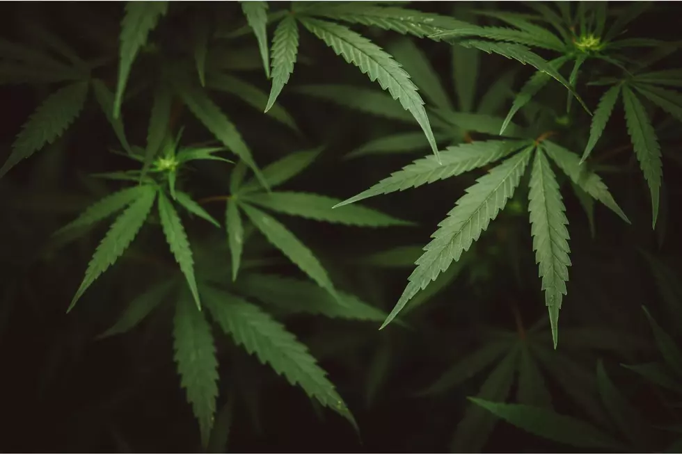 State police seize over 500 pounds of cannabis