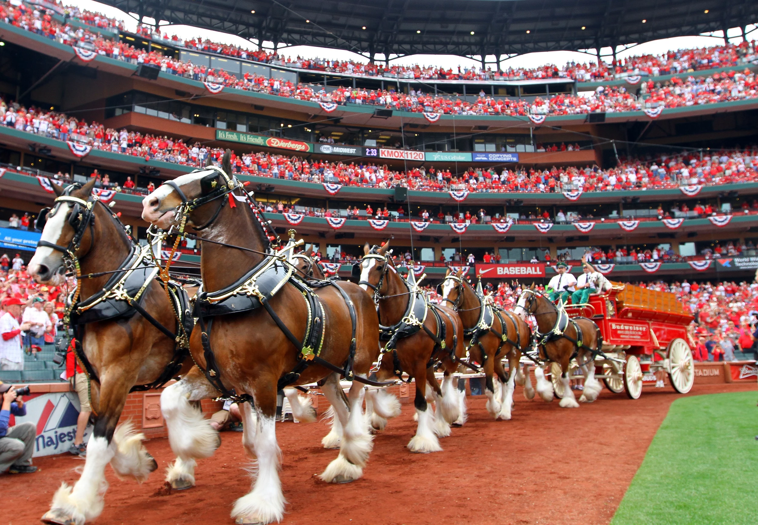 The Budweiser Clydesdales go around Busch Stadium for 2018 home