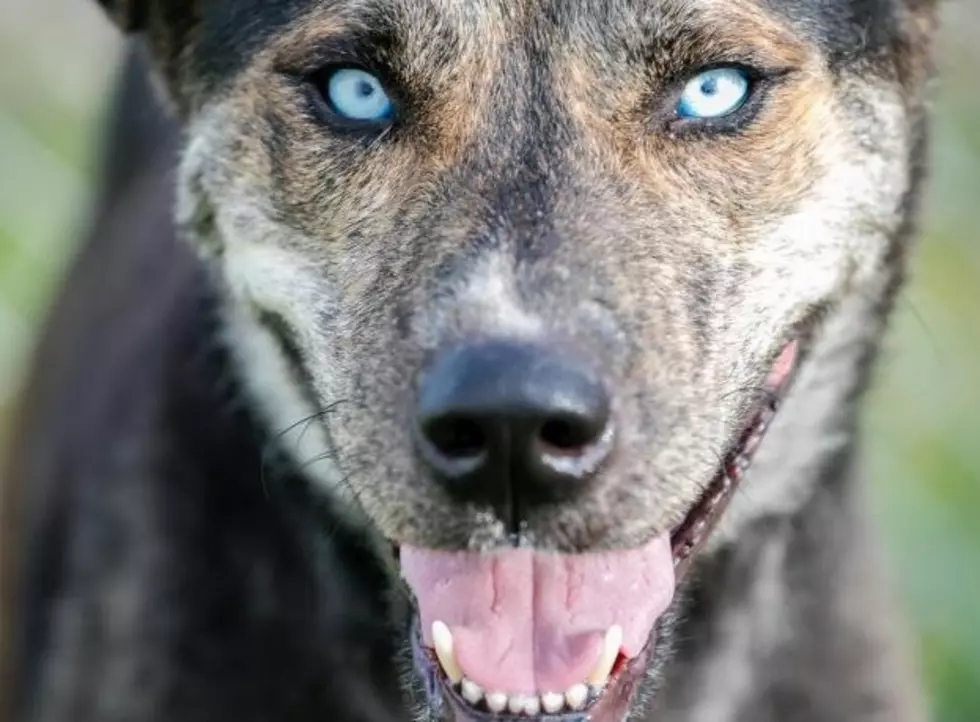 12 Shelter Dogs of Christmas – Hunter [Husky & Shepherd Mix]
