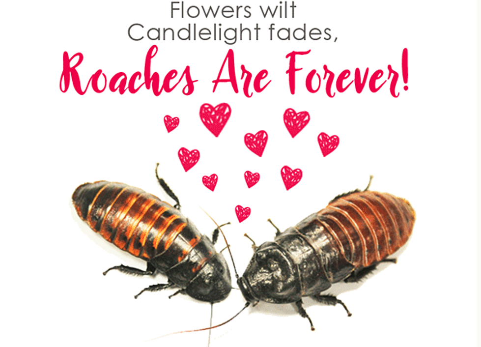 Wesselman’s Woods Offering the Most Unique Valentine’s Day Gift Ever – Madagascar Hissing Cockroaches