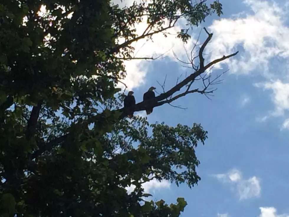 Best Roadtrip Ever Included Bald Eagle Sightings at Patoka Lake [photos]