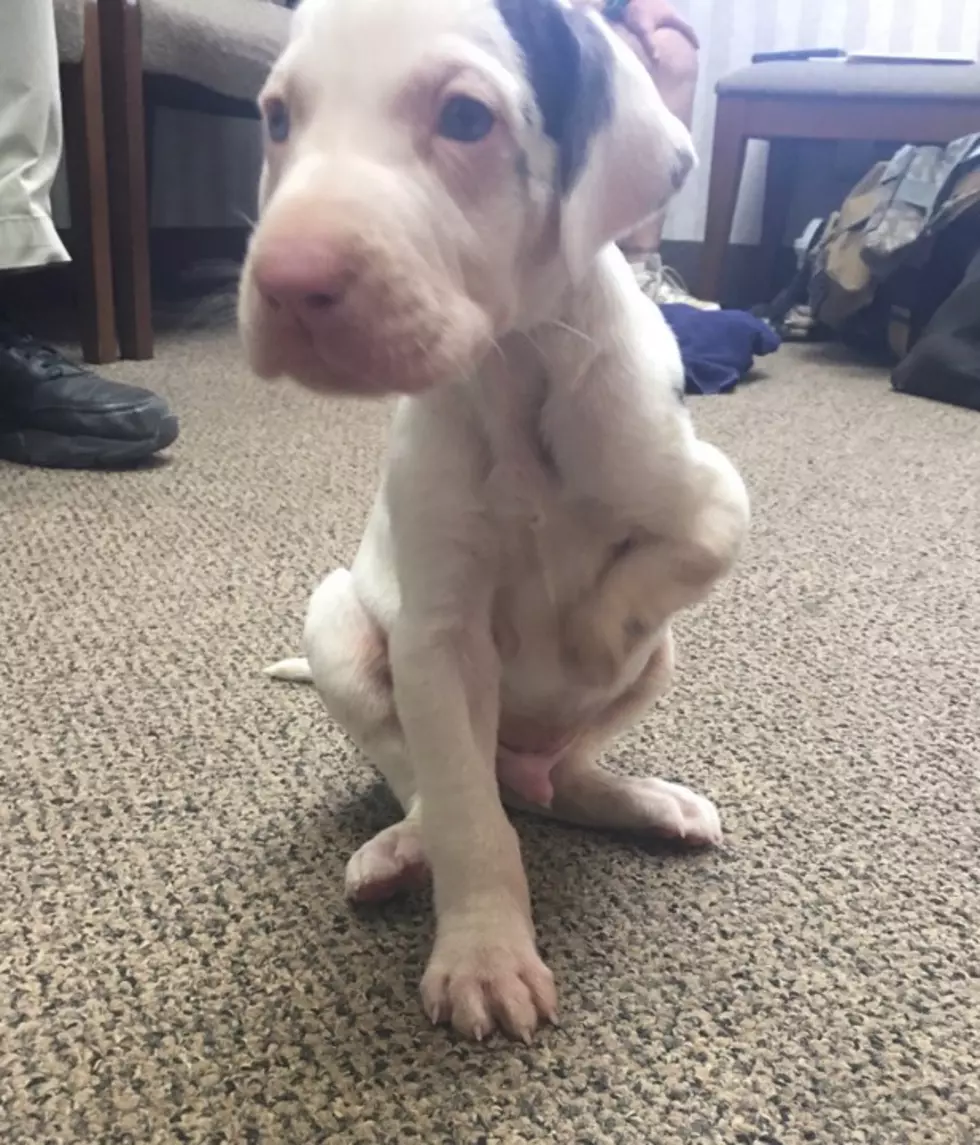 Puppy Gets A New Pep In His Step!