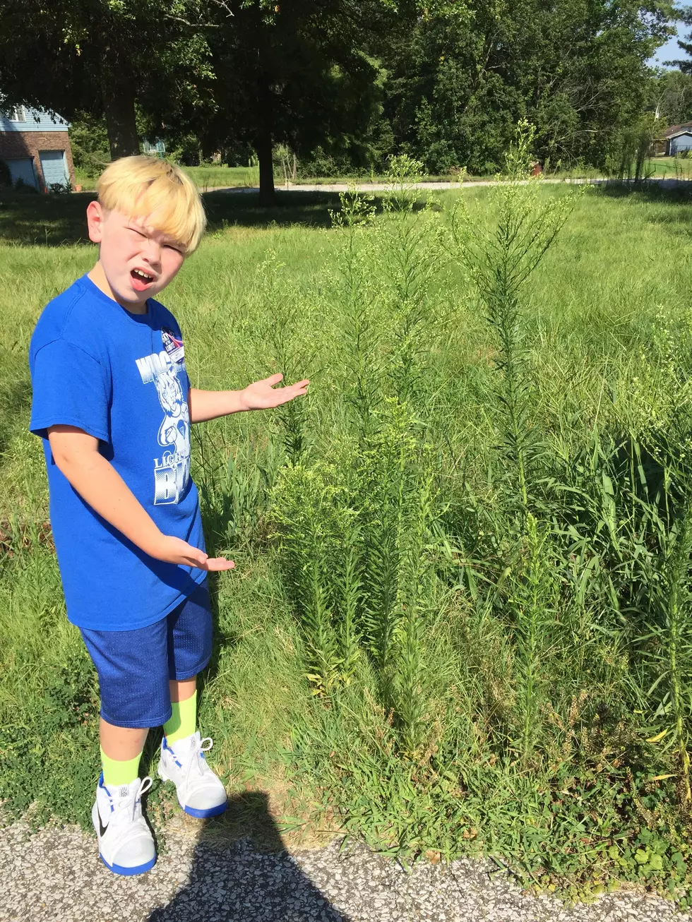 What Can I Do About My Neighbor&#8217;s Tall Grass?