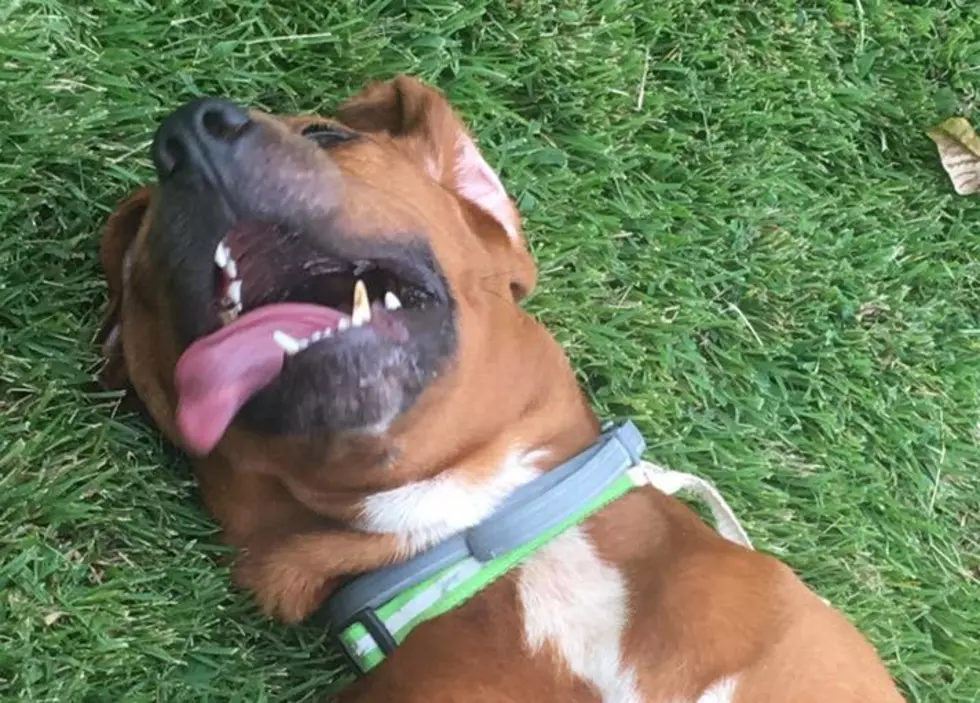 Evansville Dog Up for Adoption Should Be Named Gene Simmons
