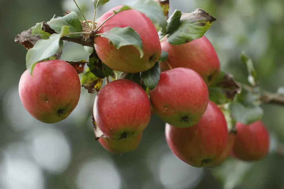It&#8217;s Peak Season for Apples at Evansville&#8217;s Farmers Markets &#038; Orchards