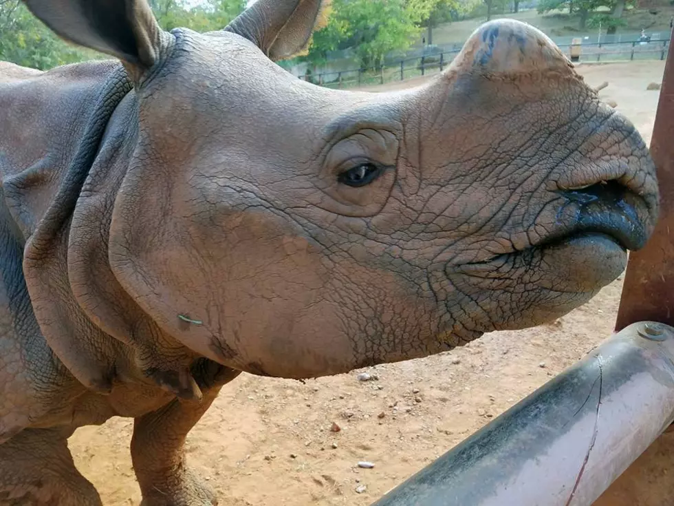 Rupert the Rhino Coming To the Mesker Park Zoo!
