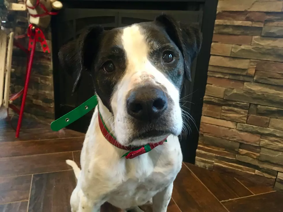 Real-Life Snoopy Up for Adoption at It Takes a Village Canine Rescue!