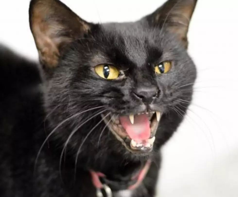 13 Local Black Cats You Can Adopt this Friday the 13th