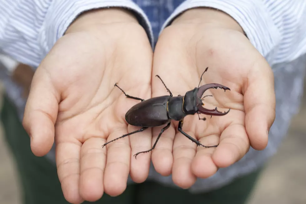 The Elephant Stag Beetle (aka the Kentucky Scorpion) Looks Nightmarish but is it Dangerous?